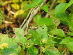 Diplacodes trivialis