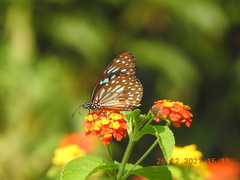 Tirumala septentrionis