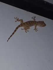 Gekko gecko