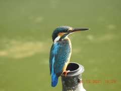 Alcedo atthis