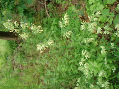 Dactylis glomerata lobata