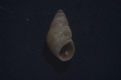 Barleeia unifasciata