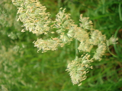 Dactylis glomerata lobata