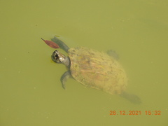 Melanochelys trijuga