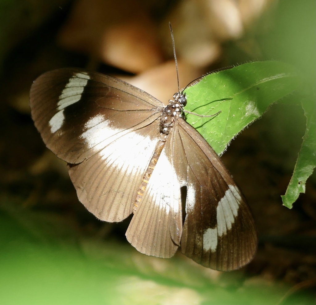 Acraea epaea
