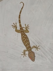 Gekko gecko