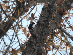 Dendrocopos major