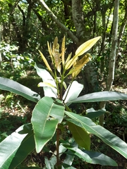 Protorhus longifolia