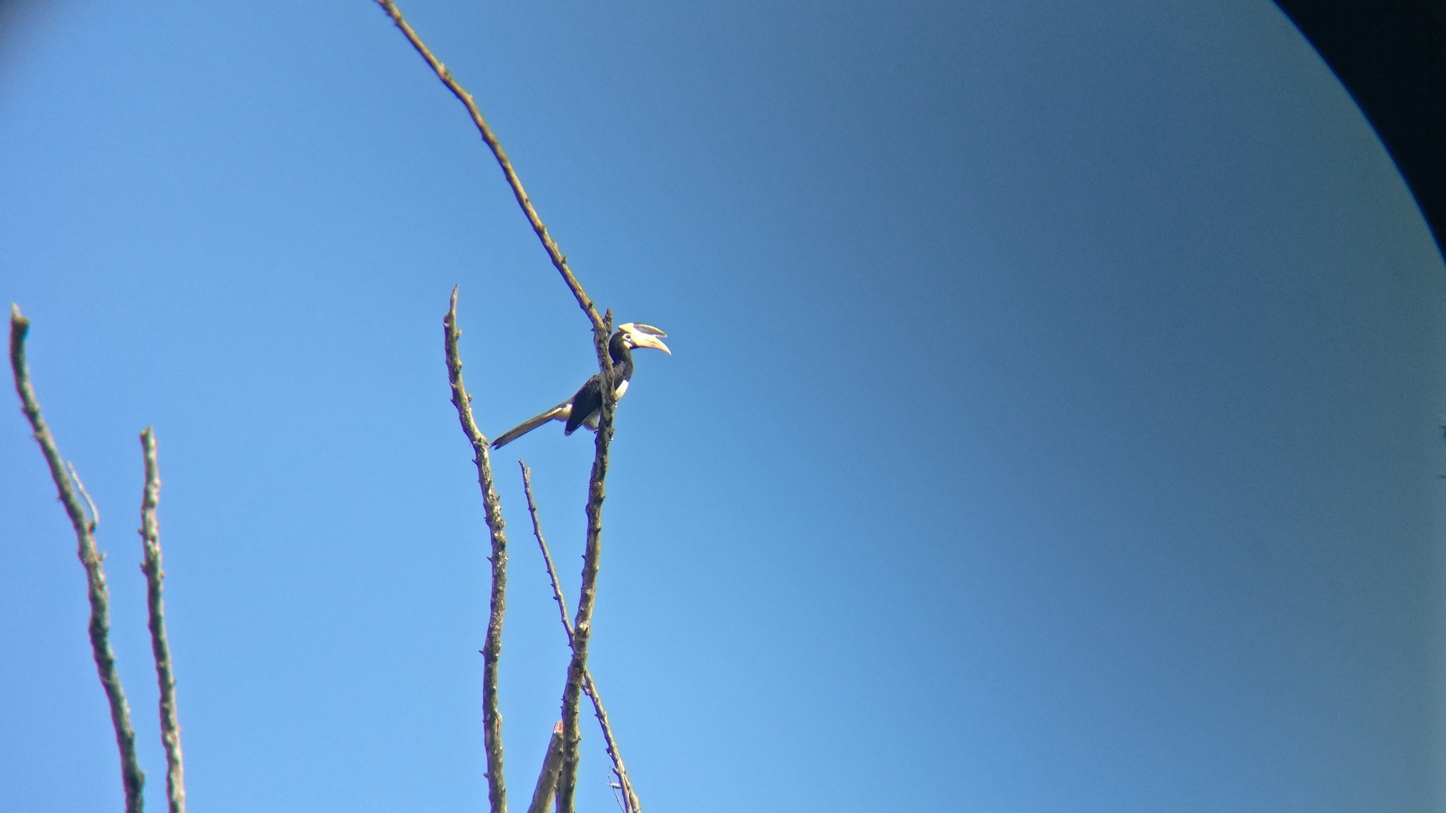 Malabar Pied Hornbill