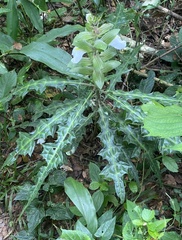 Acanthus guineensis image