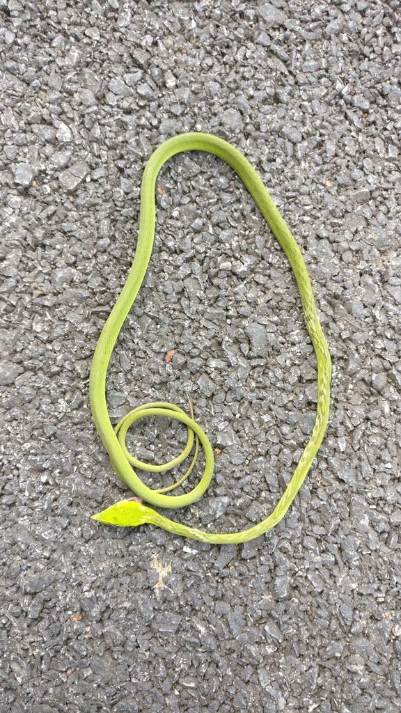 Northern Western Ghats Vine Snake (Ahaetulla borealis)