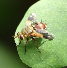 Chromatophania