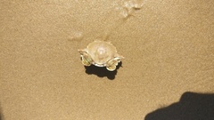 Matuta