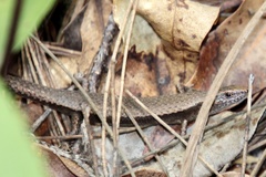 Lampropholis couperi