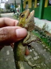 Calotes versicolor