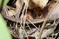 Lampropholis couperi