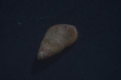 Barleeia unifasciata
