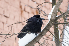 Corvus frugilegus