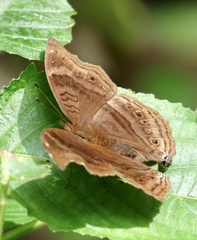Junonia stygia
