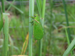 Glaucopsaltria viridis