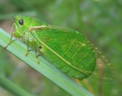 Glaucopsaltria viridis