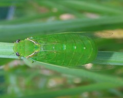 Glaucopsaltria viridis