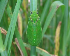 Glaucopsaltria viridis