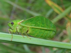 Glaucopsaltria viridis