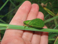 Glaucopsaltria viridis