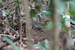 Urosphena squameiceps