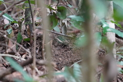 Urosphena squameiceps