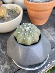 Astrophytum