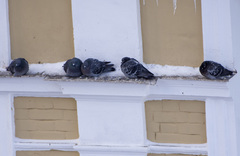 Columba livia domestica