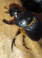 Catharsius tricornutus