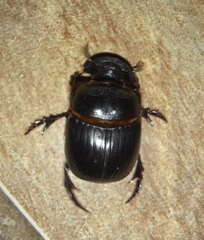 Catharsius tricornutus