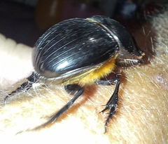 Catharsius tricornutus