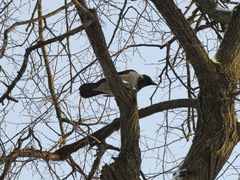 Corvus cornix