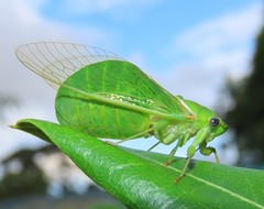 Glaucopsaltria viridis