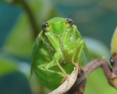 Glaucopsaltria viridis