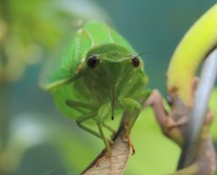 Glaucopsaltria viridis