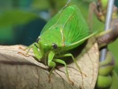 Glaucopsaltria viridis