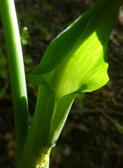 Arisaema dracontium