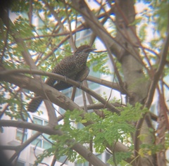 Eudynamys scolopaceus