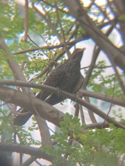 Eudynamys scolopaceus