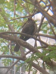 Eudynamys scolopaceus