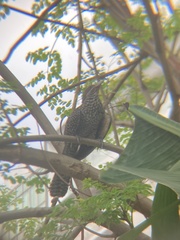 Eudynamys scolopaceus