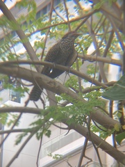 Eudynamys scolopaceus