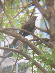 Eudynamys scolopaceus