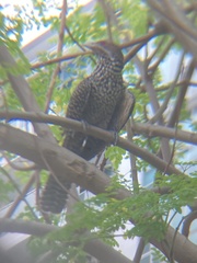 Eudynamys scolopaceus