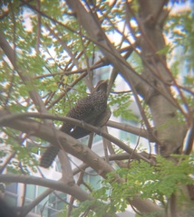 Eudynamys scolopaceus